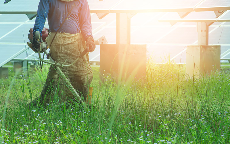 見過ごせない雑草リスク